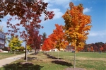 The Campus Mall lined on either side by White Ash and Sugar Maple