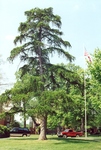 The larch tree in full view, 2000