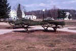 Prostrate junipers trimmed into a “bonzai” effect in front of Bowman Hall, 1987