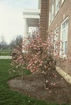 Saucer magnolia in front of Bowman Hall by L. Michael Hill Ph.D.