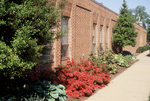 Azaleas in front of Nininger Hall by L. Michael Hill Ph.D.