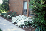 More azaleas in front of Nininger Hall