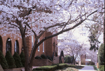 Flowering cherry tree in front of Flory Hall, mid 1980s. by L. Michael Hill Ph.D.