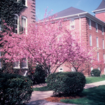 Flowering cherry tree in front of as Founders Hall, about 1973.