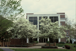 Flowering dogwoods in front of the Kline Campus Center, mid 1990’s