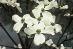 Close up of dogwood “flower" by L. Michael Hill Ph.D.