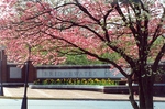 Pink variety of dogwood at the college entrance, early 2000's by L. Michael Hill Ph.D.