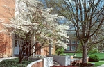Flowering dogwood in front of Alexander Mack Memorial Library