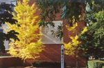 Gingko trees bordering Alexander Mack dedication plaque, late 1990s