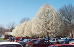 Bradford pears lining the median strip of the parking lot of Alexander Mack Memorial Library, early 1990’s by L. Michael Hill Ph.D.