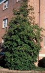 American holly tree on the southwest corner of Wright Hall, 1975