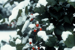 Close up of American holly leaves and berries in winter by L. Michael Hill Ph.D.