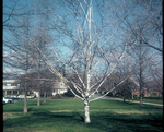 White birch near corner of Alexander Mack Memorial Library