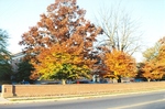 Row of beech trees along Dinkle Ave in the early 2000’s by L. Michael Hill Ph.D.