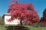 Southern flowering crabapple tree sitting on a bank overlooking the tennis courts behind Nininger Hall, early 2000’