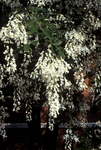 Close up of flowering spray of the American yellowwood tree by L. Michael Hill Ph.D.