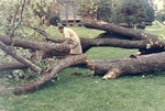 Crumbled silver maple in front of the library, late 1980s by L. Michael Hill Ph.D.
