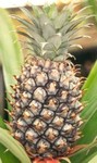 Pineapple cultivated from a cutting by L. Michael Hill Ph.D.