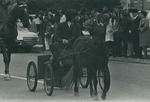 Bridgewater College, A student driving a pony cart at Homecoming, 1971 by Bridgewater College