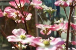22. Close-up of the flower of the dogwood.