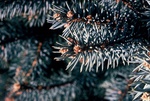 24. Spruce needles are characteristically triangular by L. Michael Hill Ph.D.