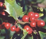 27. American holly in fruit. by L. Michael Hill Ph.D.