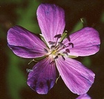28. Wild Geranium is a native that did well in the garden. by L. Michael Hill Ph.D.