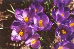 29. Crocuses are always popular additions to gardens.