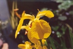 30. Close-up of the water Iris in flower.