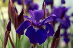 31. Close-up of the Siberian Iris in flower.