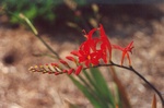 32. Crocosmia in flower – good for hummingbirds. by L. Michael Hill Ph.D.