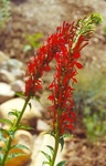 33. Cardinal flower was a native that did well in the garden. by L. Michael Hill Ph.D.