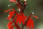 34. Close-up of the Cardinal flower.