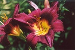 35. Daylilies make good additions because of the different colors. by L. Michael Hill Ph.D.