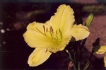 36. Lemon daylily flower.