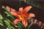 37. Flower of the common daylily.