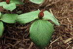 40. Close-up of the sessile Trillium. by L. Michael Hill Ph.D.
