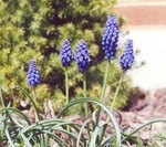 41. The flowers of Grape Hyacinth. by L. Michael Hill Ph.D.