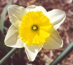 43. Daffodils are popular in gardens
