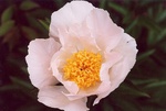 44. This is Peony in flower. by L. Michael Hill Ph.D.