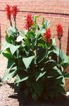 47. Canna lilies are large and showy. by L. Michael Hill Ph.D.