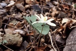 49. Bloodroot flower and leaf. by L. Michael Hill Ph.D.