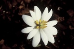 50. Bloodroot flower close-up. by L. Michael Hill Ph.D.