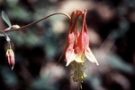 51. Columbine, another native in the garden.