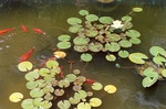 52. Pond lilies gave good shade for the fish. by L. Michael Hill Ph.D.