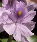 56. Water hyacinth
