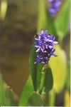 57. Pickerelweed by L. Michael Hill Ph.D.