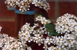 59. Firethorn flower close-up.