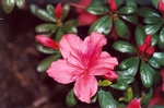 61. The flower of “Glenn Dale” azalea.