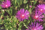 62. Close-up of Aster in flower.